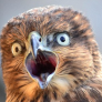 RoadHawk:n avatar