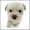 Norppis:n avatar